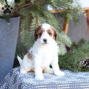 Angel, Mini Goldendoodle Puppy